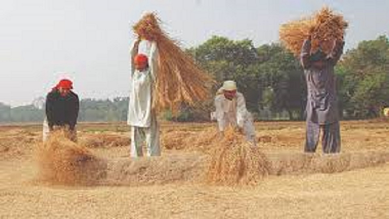 Buying of rice crops is stopped from last 8 days in chandrapur