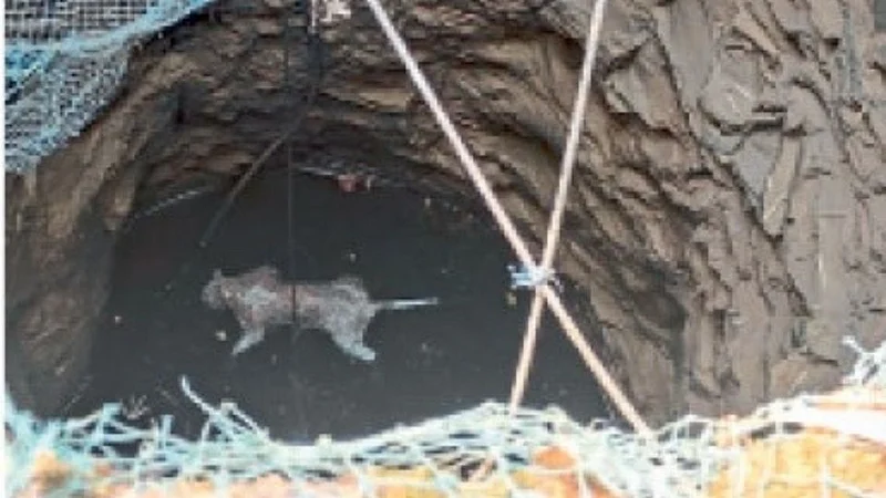 Dead leopard found in well kokan marathi news