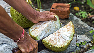 jackfruit 5-health-benefits jackfruit 5-health-benefits
