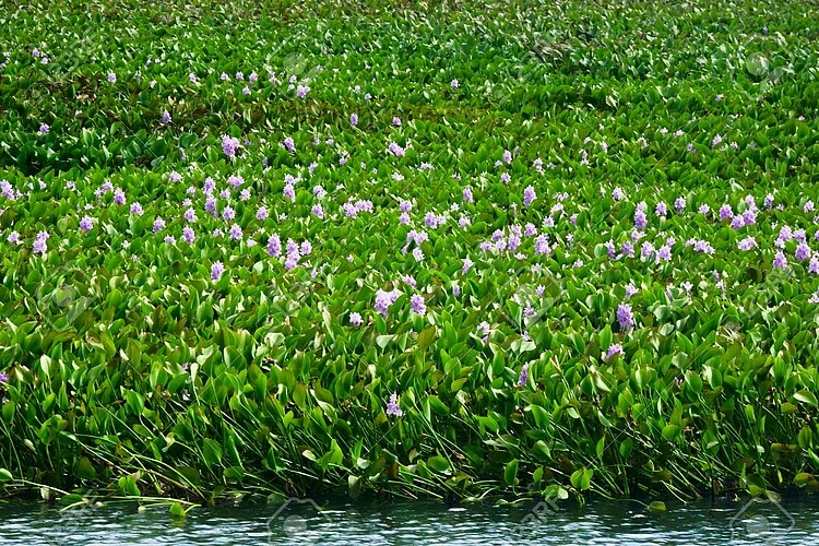 What is the Icornia plant read full story