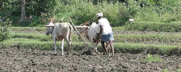 The farmer quarantine in the field