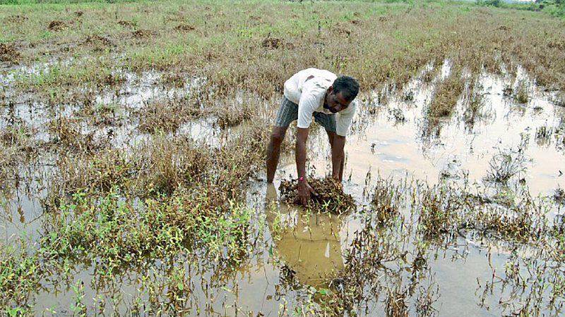 farmer-crop