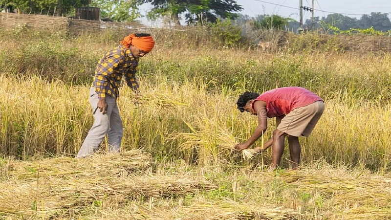 no workers for rice crop cutting in gadchiroli