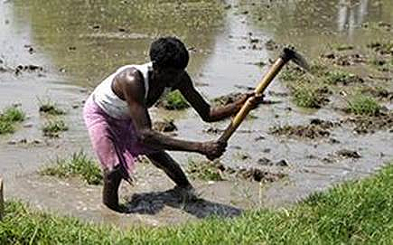 Only grain damage due to excess rainfall