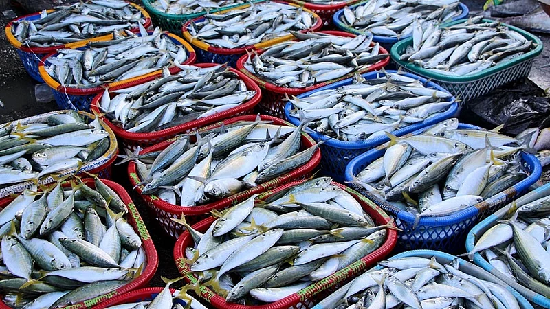 how to know difference between fresh fishes and old fishes