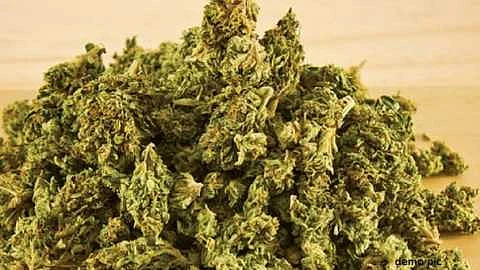 Akola News: Cannabis smuggling network at the foot of Satpuda?