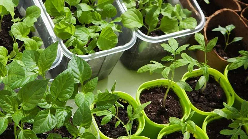 Akola News: Lets Decorate My Garden, Home-Based Vegetable Production