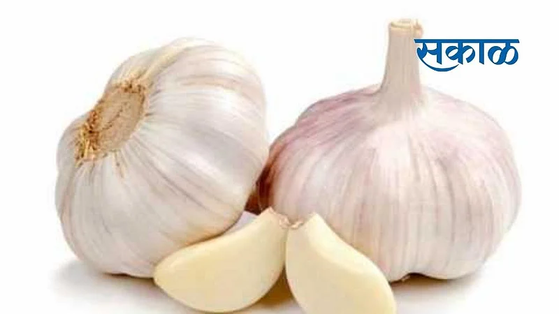 शेतकरी हवालदिल; लसूणाची विक्री अवघी 60 रुपये किलो}
