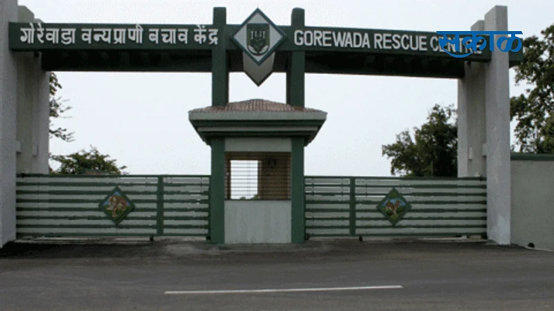 tourist not come in gorewada pench due to corona