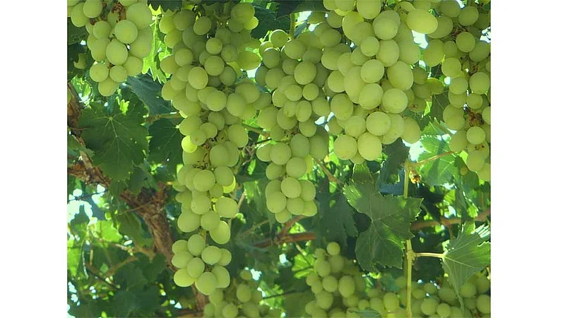 Export of grapes