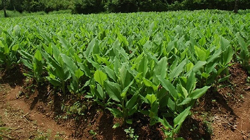 organic fertilizer use dhanashri joshi for turmeric crop in konkan ratnagiri this year 100 kilo turmeric expect