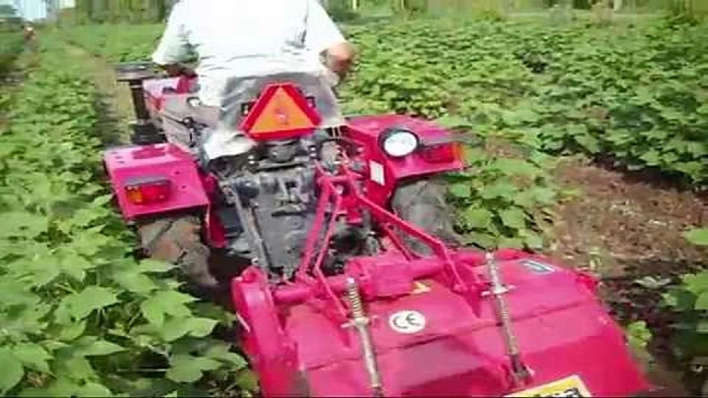 farmer vanished all cotton crops by using tractor }
