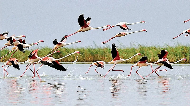 फ्लेमिंगो