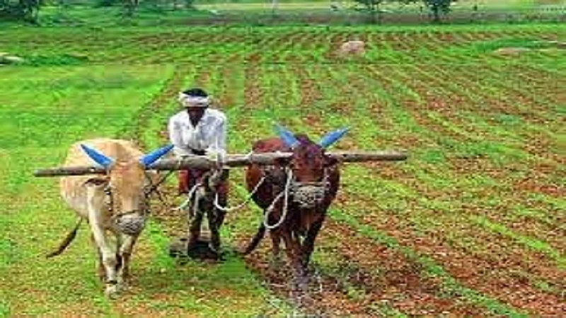 Diwali is not as great for farmers in Maharashtra