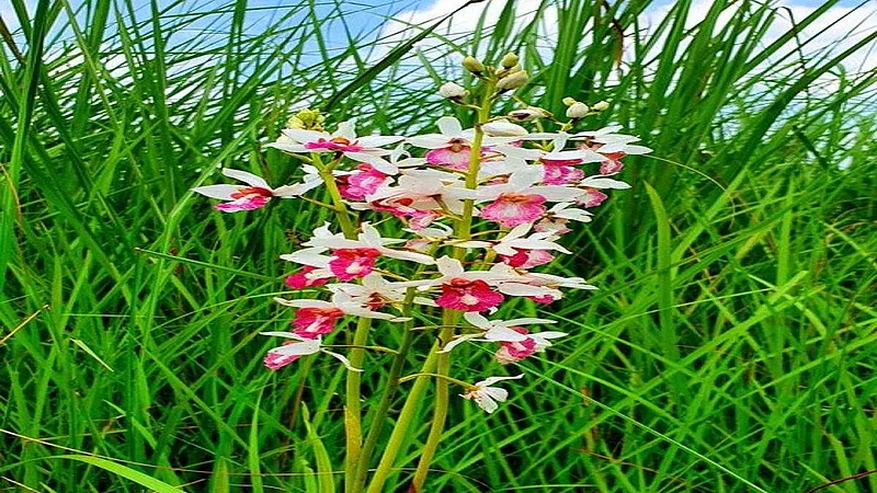 Rare Orchid Species Eulophia Obtusa In Dudhwa tiger reserve