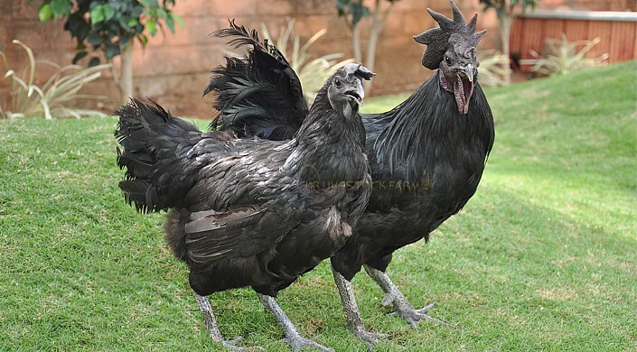 Kadaknath chicken is beneficial for health