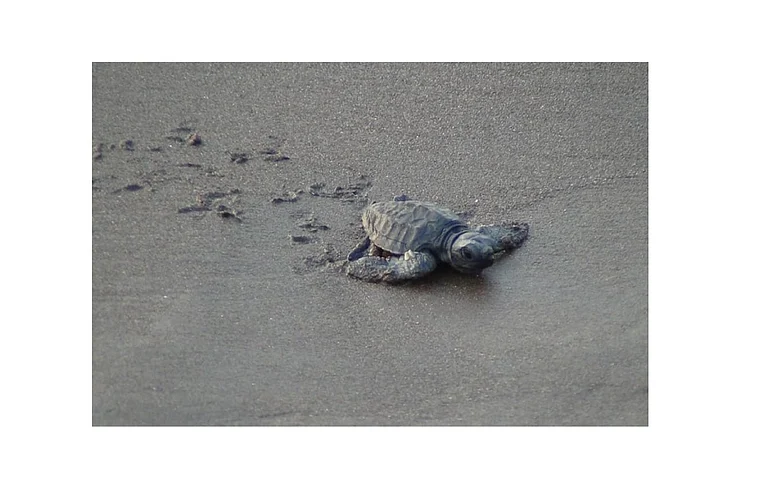 velas's Turtle Festival canceled Ratnagiri Marathi News