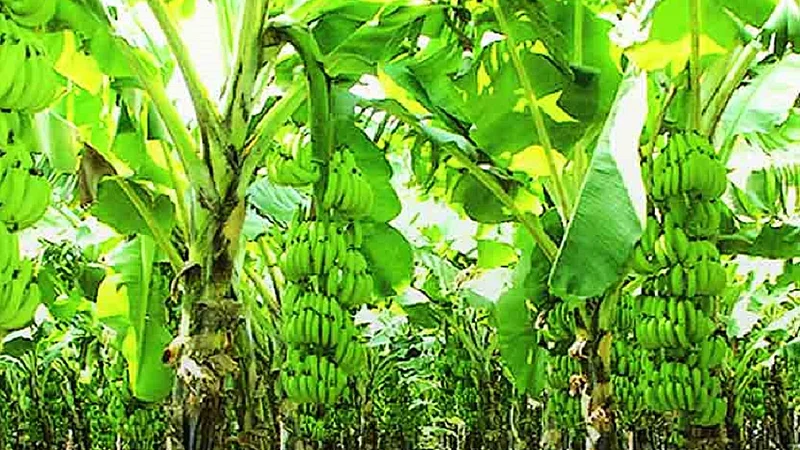 60 ton banana crop cultivated on 21 people with help of self employed group in ratnagiri