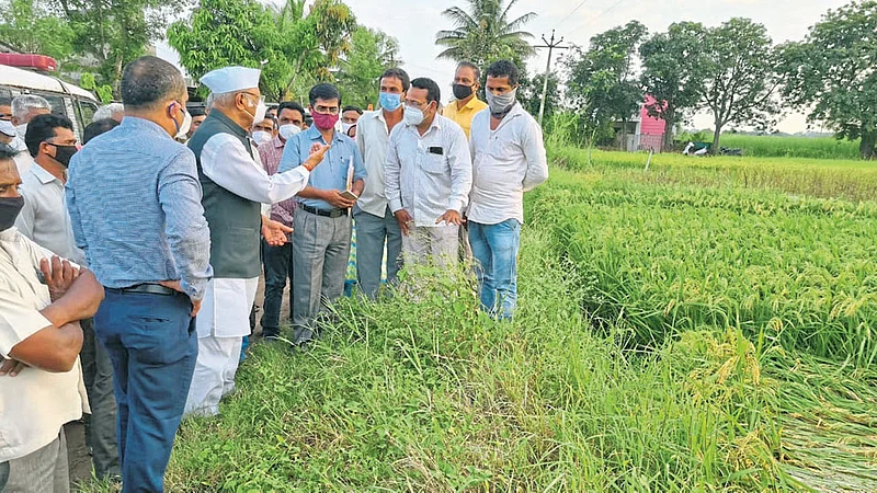 पाटणला शेताच्या बांधावर जाऊन पंचनामे, शासन झाडून लागले कामाला