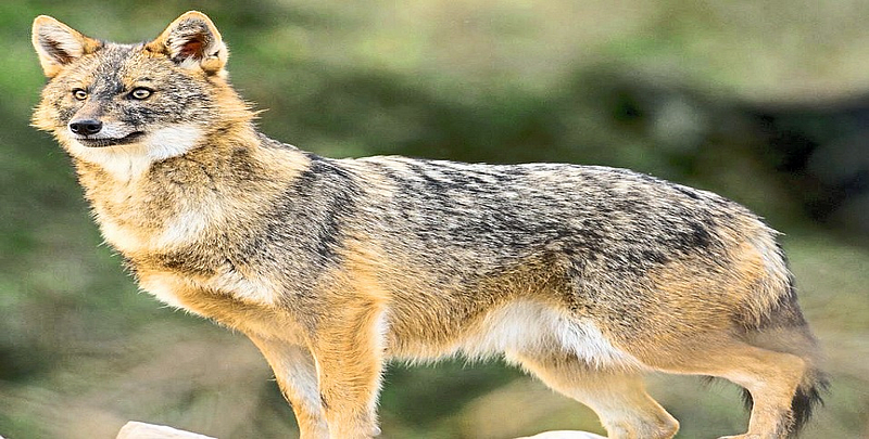 fox