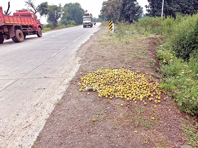 Throwing oranges on the street by Farmers