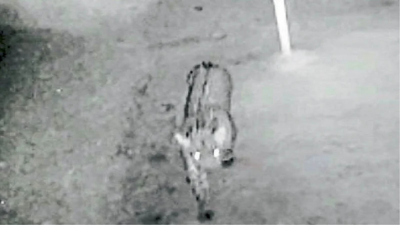 Three leopards were spotted walking through the courtyard in the morning