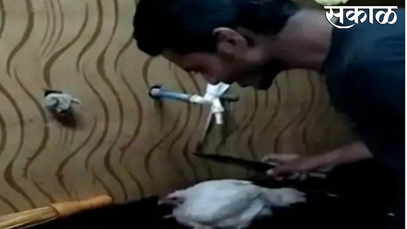 social media viral video in sangli chicken shop hen and shop owner