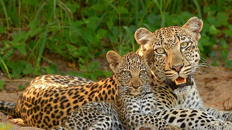 Found two leopards in Jawara to Varuda area
