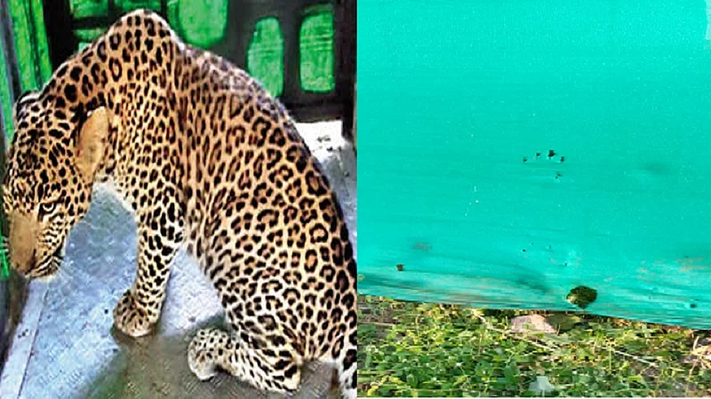 leopard sinner.jpg