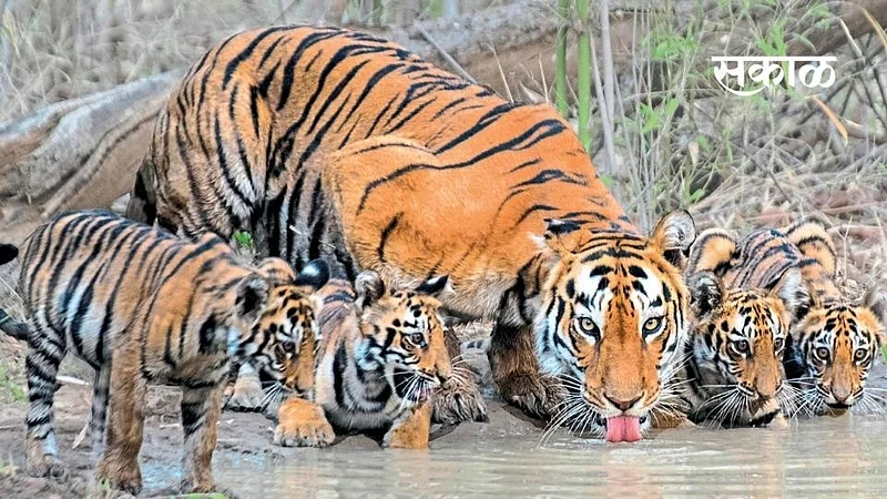 forest wild leopard life information pradip sutar sangli marathi news