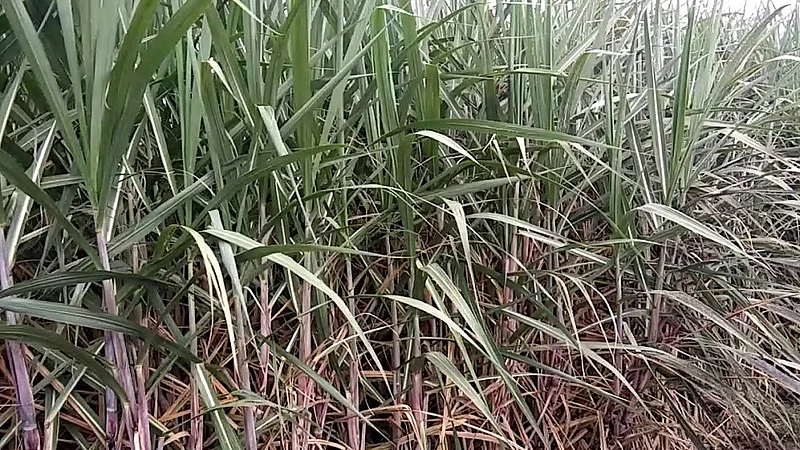 In Kadegaon taluka sugarcane attacked by lokari mava