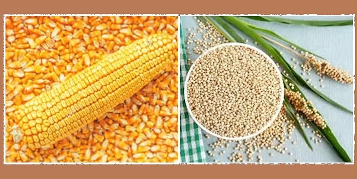 Akola News: Maize, sorghum shopping center closed before opening