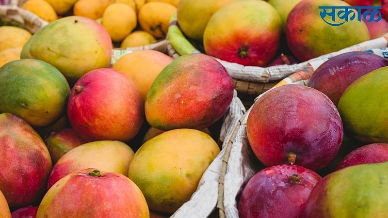 temperature increases in konkan effects on mango crop in ratnagiri}