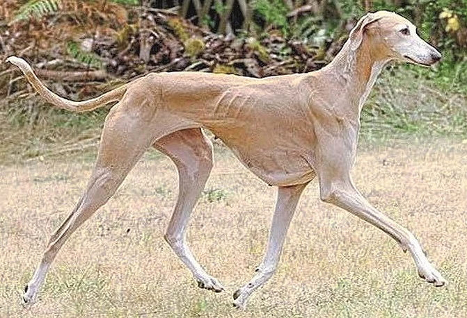 National recognition of Mudhol Hound Shwanas; The importance of indigenous breeds will increase