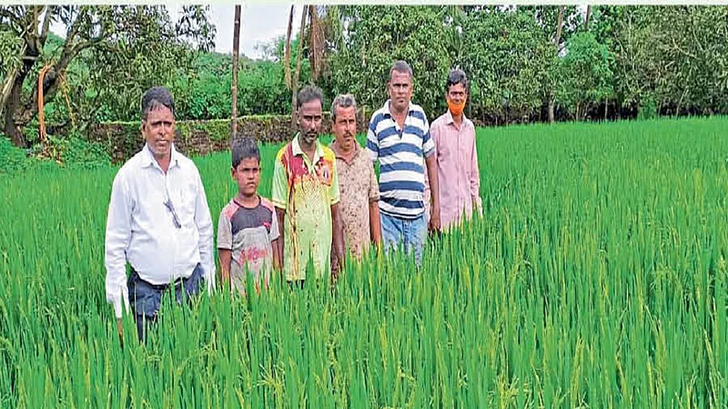 on 16 heater area crop of rice production in ratnagiri under the chain seed