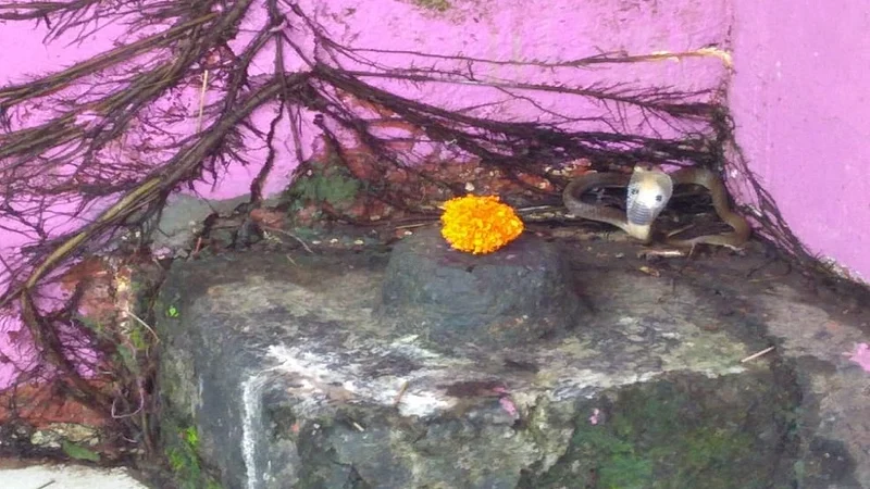 vaibhavwadi are one snake found in shivling temple in kokan crowd of people to see snake