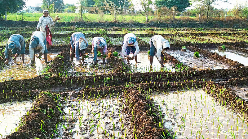 nagar-summer-onion