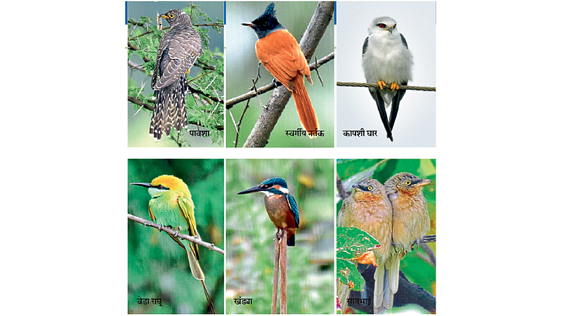 nandur-madhmeshwar-bird