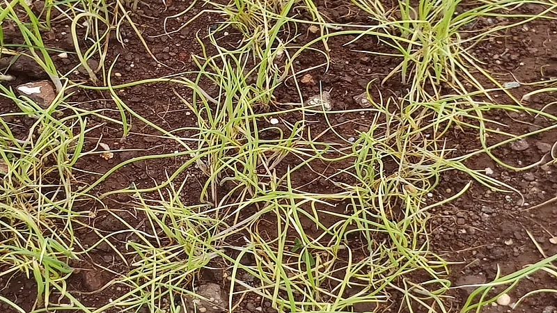 onion plant.jpg