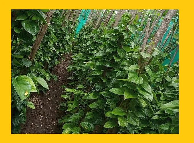 akola Leaf vines blossomed, what about business ?, lockdown disrupts business; A blow to home growers