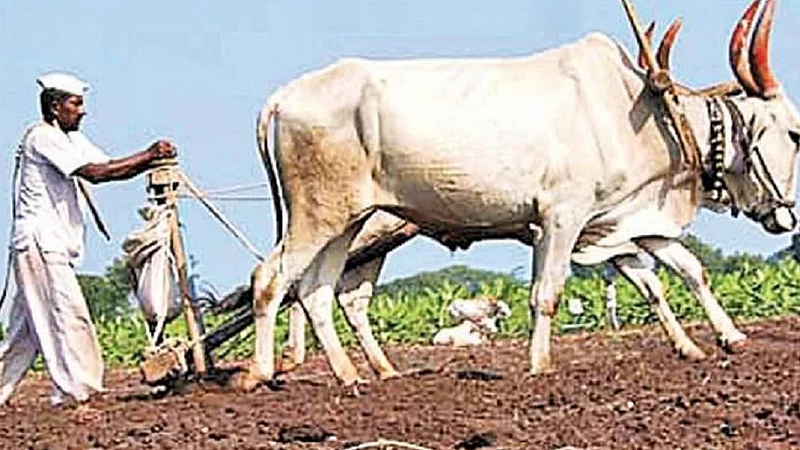 Sowing 82 per cent of kharif in the state sowing more than 100 per cent in Pune division