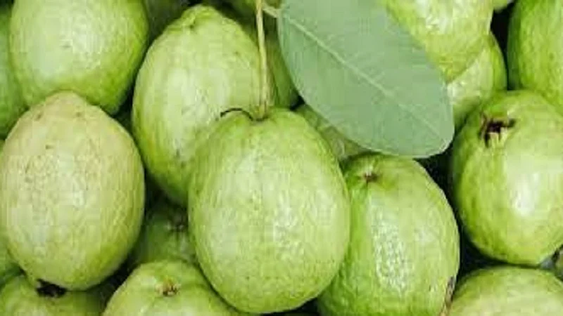 benefits of eating Guava Fruit economy of Guava Fruit kolhapur city information