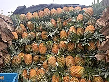 pineapple.jpg