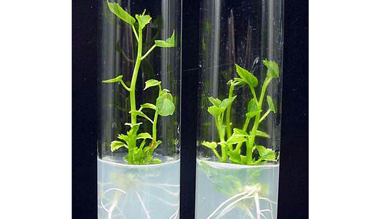 Tissue culture plant