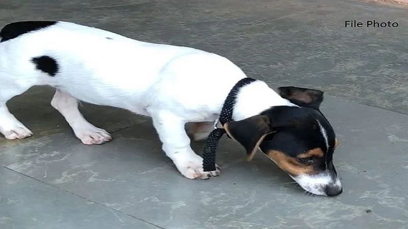 puppy