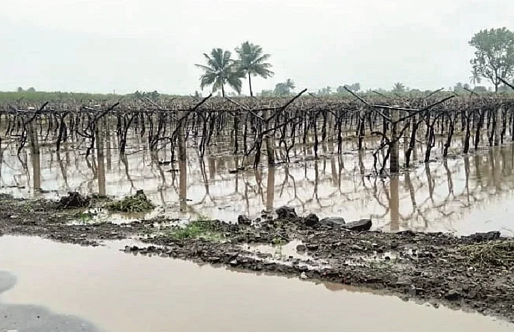 Heavy rain during the day in Sangali; Even today, the forecast for the day's stay