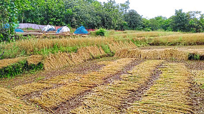 Rajapur Farmer Not Submitted Bank Passbok In Banks Ratnagiri Marathi News