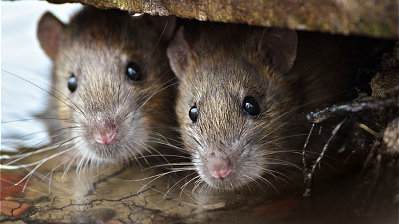 rats