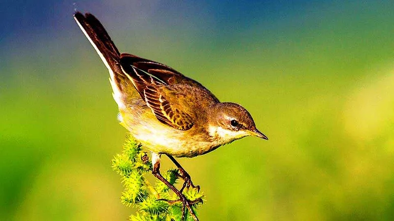 Akola Marathi News Lalkanthi Tirchimani, Red Throated Pipit found near Russia for the first time near Kapashi Lake