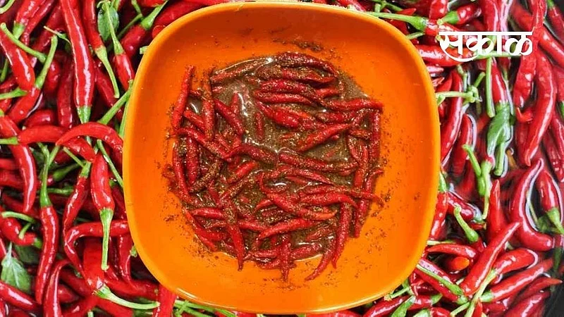 homemade Red Chili Pickle tips food marathi news}